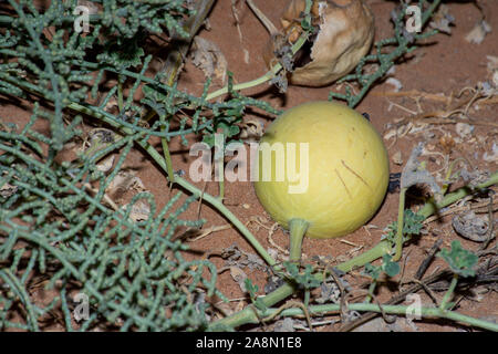 Wüste Squash (Citrullus colocynthis) (Handhal) im Sand in den Vereinigten Arabischen Emiraten (VAE) in der Nacht. Stockfoto