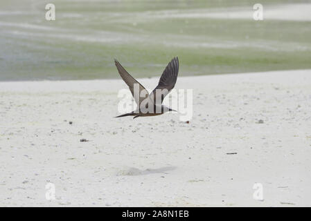 Brauner Noddy, exotischer Vogel, der unter weißem Sandstrand, Französisch-Polynesien, Tahiti fliegt Stockfoto