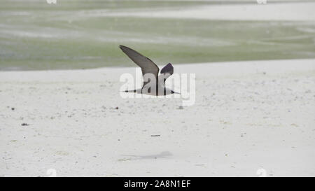 Brauner Noddy, exotischer Vogel, der unter weißem Sandstrand, Französisch-Polynesien, Tahiti fliegt Stockfoto