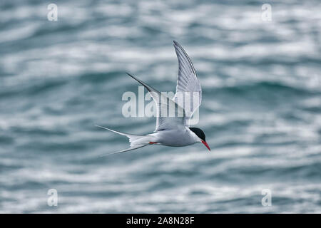 Küstenseeschwalbe (Sterna Paradisaea) im Flug über dem arktischen Ozean. Küstenseeschwalbe über den Ozean fliegen. Hinlopenstreet, Nordaustlandet, Svalbard, Stockfoto