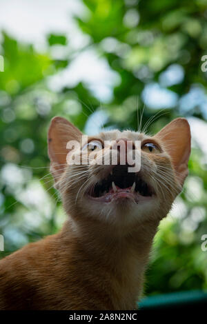 Orange und Weiß Gestreifte tabby Katze bis nach Essen suchen Stockfoto