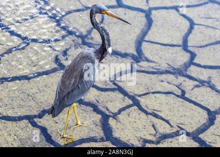 Little Blue Heron in Florida Marsh Stockfoto