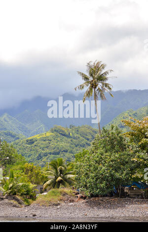 Tropischer Strand, in Französisch-Polynesien, mit Kokosnussbaum am türkisfarbenen Meer Stockfoto