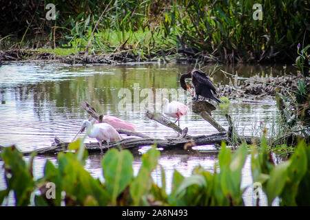 Rosalöffler in Florida Marsh Stockfoto