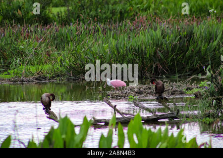 Rosalöffler in Florida Marsh Stockfoto