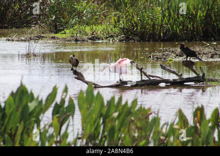 Rosalöffler in Florida Marsh Stockfoto