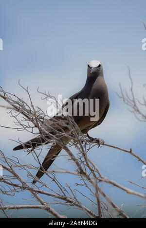 Braun Noddy, Vogel, Polynesien, Tetiaroa island Stockfoto