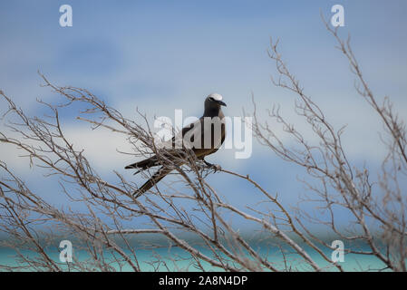 Braun Noddy, Vogel, Polynesien, Tetiaroa island Stockfoto