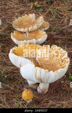 Gereifte Fly Agaric Pilze (Amanita muscaria), gemischten Laub- und Nadelwald, Herbst, Wisconsin, USA, von Dominique Braud/Dembinsky Foto Assoc Stockfoto