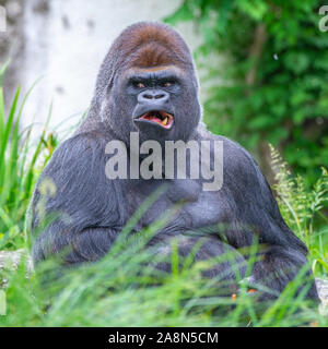 Gorilla, Affe, dominierende männliche, lustige Haltung Stockfoto