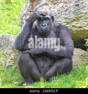 Gorilla, Affe, sitzend und denkend Stockfoto