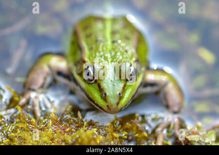 Grüner Frosch in der Pfütze, Porträt Stockfoto