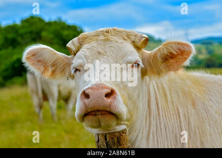 Charolaise weiße Kuh in einem Feldkopf. Stockfoto