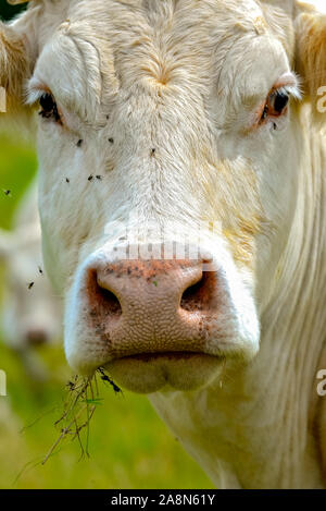 Charolaise weiße Kuh in einem Feldkopf. Stockfoto