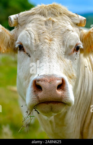 Charolaise weiße Kuh in einem Feldkopf. Stockfoto