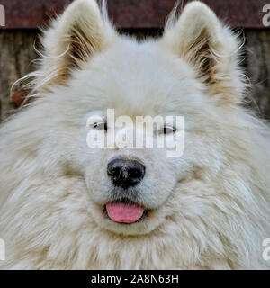 Samoyed Hund, wunderschönen weißen Hund im Garten Stockfoto
