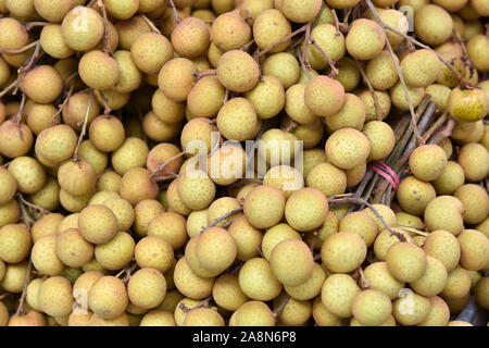 Dimocarpus longan frisch vom Bauernhof Stockfoto
