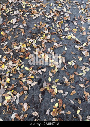 Blick auf viele Blätter auf Betonboden im Herbst Stockfoto