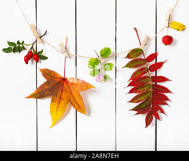 Bunte Herbstblätter und Beeren hängen auf Holzkleiderinnen auf weißem Grund. Stillleben im Herbst. Hintergrund der Natur. Stockfoto