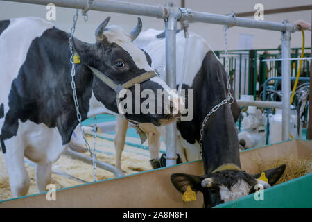 Zwei Kühe melken Heu essen an landwirtschaftlichen Tier Ausstellung, Messe Stockfoto