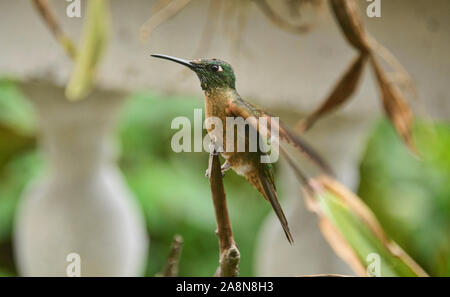 Fawn-breasted brillante Kolibri (Heliodoxa rubinoides), Bellavista Cloud Forest Reserve, Mindo, Ecuador Stockfoto