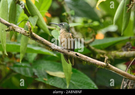 Fawn-breasted brillante Kolibri (Heliodoxa rubinoides), Bellavista Cloud Forest Reserve, Mindo, Ecuador Stockfoto