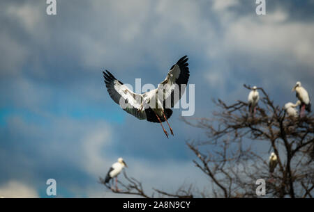 Asiatischer offener Fackelstorch (Anastomus oscitans) fliegt an einem bewölkten Tag mit Regenwolken im Hintergrund.Erwachsene haben eine Lücke zwischen oberem und unterem Unterkiefer Stockfoto