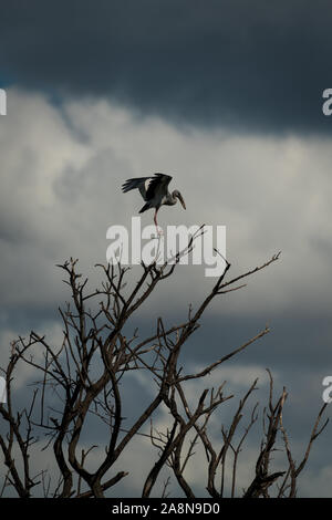 Asiatischer offener Fackelstorch (Anastomus oscitans) fliegt an einem bewölkten Tag mit Regenwolken im Hintergrund.Erwachsene haben eine Lücke zwischen oberem und unterem Unterkiefer Stockfoto