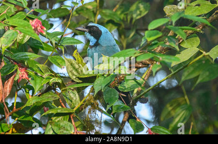 Maskierte flowerpiercer (Diglossa cyanea) erwachsenen männlichen, Bellavista, Mindo, Ecuador Stockfoto