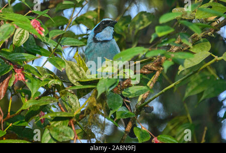 Maskierte flowerpiercer (Diglossa cyanea) erwachsenen männlichen, Bellavista, Mindo, Ecuador Stockfoto