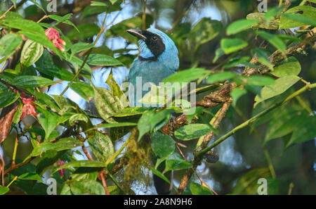 Maskierte flowerpiercer (Diglossa cyanea) erwachsenen männlichen, Bellavista, Mindo, Ecuador Stockfoto