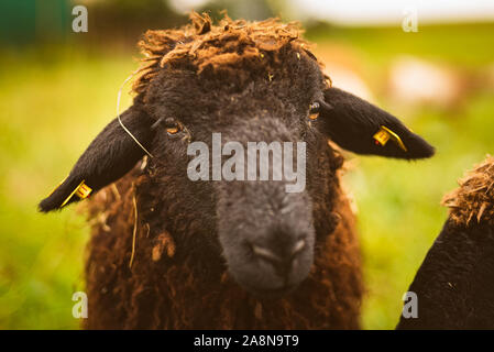 Brauner wolle, schwarze Schafe auf einer Wiese in einer Herde konfrontiert. Bauernhof mit Schafen Konzept Stockfoto