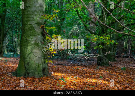 Buche Bäume im Wald im Herbst, wenn die Blätter fallen Stockfoto