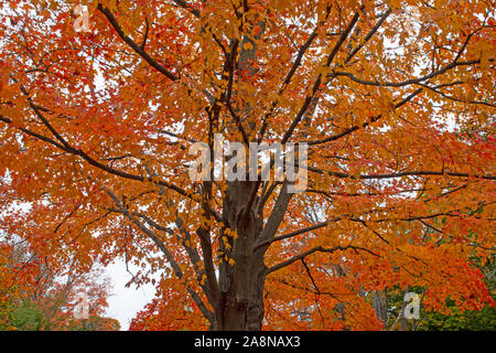 Bunte Blätter im Herbst und schönen Blumen in den kühleren Wetter. Stockfoto