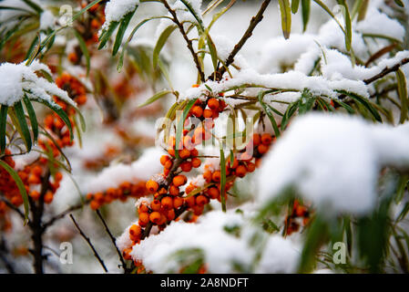 Schnee - sanddornbeeren auf Branchen mit Schnee bedeckt. Schnee bedeckt die Beeren auf einem Busch von Sanddorn Stockfoto
