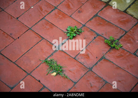 Rot gefliestem Bürgersteig im Freien. Schmutziger Gehweg. Gras wächst zwischen Bürgersteig Fliesen. Stockfoto