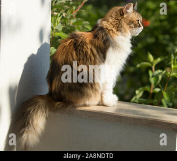 Eine Calico Katze sitzt auf einem Balkon an der Wand eines mediterranen Haus mit Garten. Die Katze schaut voran mit Aufmerksamkeit. Stockfoto