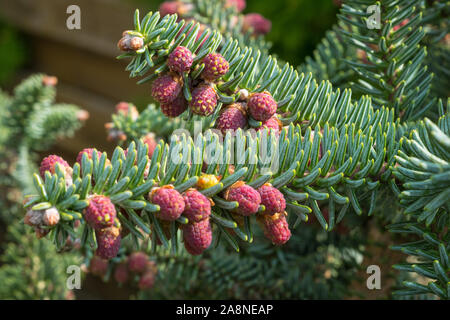 In der Nähe von spanische Tanne (Abies pinsapo) mit schönen Nadeln und violett gefärbt Pollen Stockfoto