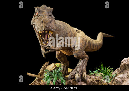Tyrannosaurus Rex. T-Rex ist Wandern, Knurren und offenen Mund auf Fels. Schwarz isoliert Hintergrund. Embedded Beschneidungspfade. Stockfoto