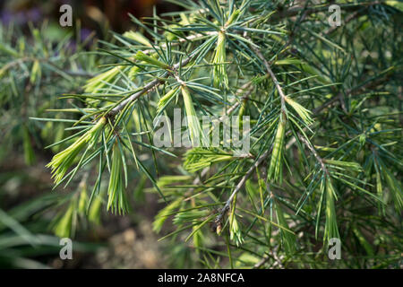 Junge Triebe von Deodar Zeder (Cedrus deodara), auch bekannt als Himalaya Zeder, im Frühling. Stockfoto