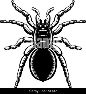 Spider Abbildung in Gravur Stil. Halloween Theme. Design Element für Poster, Karten, Banner, Emblem, sign. Vector Illustration Stock Vektor