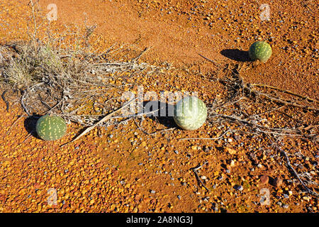 Blick auf wilden paddy Wassermelone (citrullus lanatus), eine invasive Arten zu Wassermelone wild wachsenden an Straßenrändern in West Australien Stockfoto