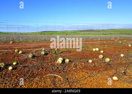 Blick auf wilden paddy Wassermelone (citrullus lanatus), eine invasive Arten zu Wassermelone wild wachsenden an Straßenrändern in West Australien Stockfoto