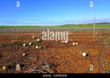 Blick auf wilden paddy Wassermelone (citrullus lanatus), eine invasive Arten zu Wassermelone wild wachsenden an Straßenrändern in West Australien Stockfoto