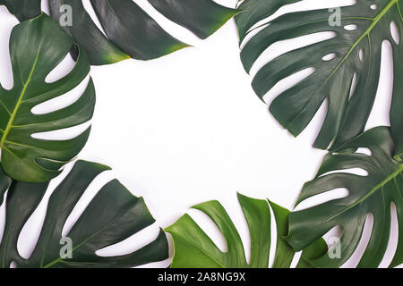 Rahmen der tropischen Blättern Monstera, Dieffenbachia, Niederlassung Palm auf weißem Hintergrund Stockfoto