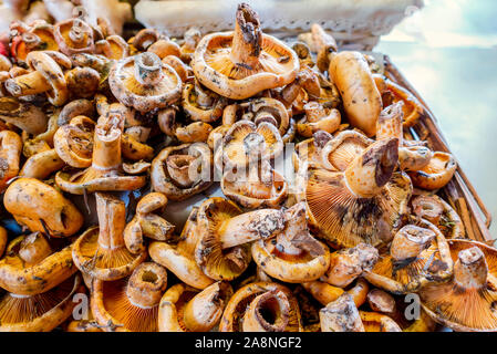 Safran Milch Kappe oder Kiefer Pilz, (Lactarius Deliciosus) auf einem Markt in Malaga, Spanien verkauft. Stockfoto