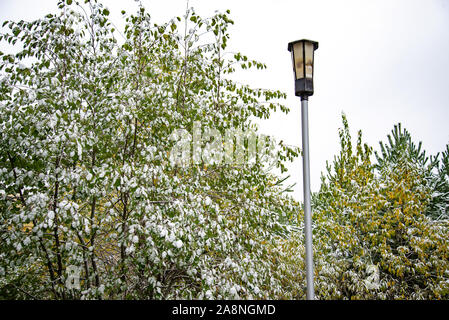 Laterne und Baum mit Blättern im Schnee während des Tages bedeckt. Schnee bedeckt die Blätter im Winter. Bush mit grünen Blättern mit Schnee bedeckt. Stockfoto