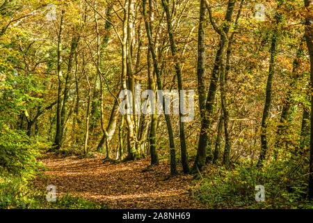 Buchen im Craig Gwladys Country Park in der Nähe von Cilrew snd Penscynnor im Vale of Neath South Wales - öffentlich zugänglich Stockfoto