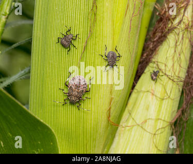 Nahaufnahme von mehreren Braun Marmorated stinken Bugs, an der vierten Instar Nymphe Bühne, auf cornstalk und Ähre im Kornfeld Stockfoto