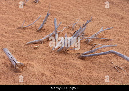Trockene Reisig aus einem toten Baum in den Dürren, trockenen Wüste der Vereinigten Arabischen Emirate im Mittleren Osten. Stockfoto